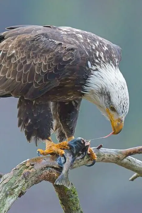 Framed Print : A close up of a bald eagle perched on a branch eating a fish in north Idaho Framed Print : A close up of a bald eagle perched on a branch eating a fish in north Idaho