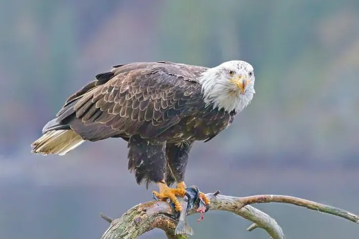 Framed Print : A close up of a bald eagle perched on a branch eating a fish in north Idaho Framed Print : A close up of a bald eagle perched on a branch eating a fish in north Idaho