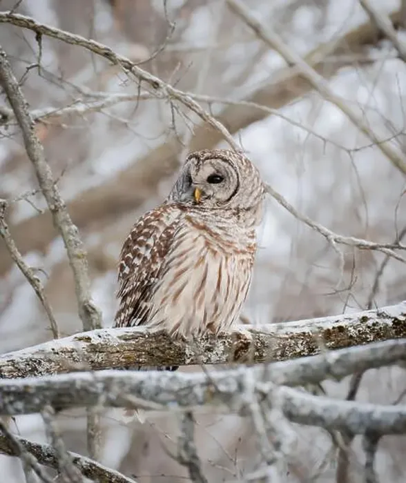 Framed Print : Close up of barred owl perched on snowy tree branch on winter day