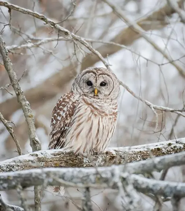 Framed Print : Close up of barred owl perched on snowy tree branch on winter day
