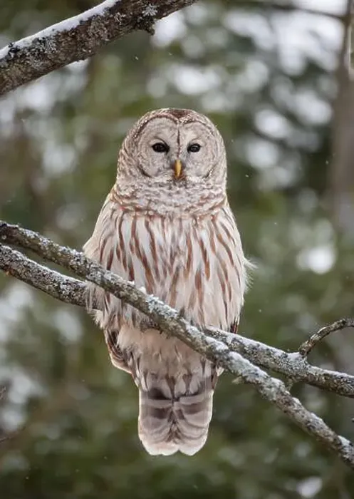 Framed Print : Close up of barred owl perched on tree branch on winter day Framed Print : Close up of barred owl perched on tree branch on winter day