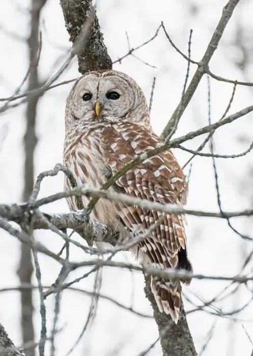 Framed Print : Close up of barred owl perched on tree branch on winter day Framed Print : Close up of barred owl perched on tree branch on winter day