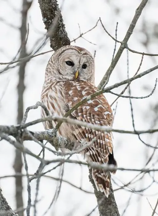Framed Print : Close up of barred owl perched on tree branch on winter day Framed Print : Close up of barred owl perched on tree branch on winter day