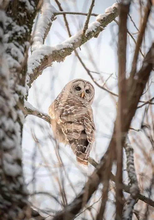 Framed Print : Close up of barred owl sitting on a snowy tree branch on winter day