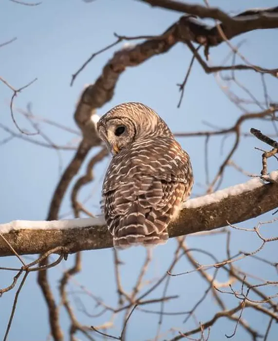 Framed Print : Close up of barred owl sitting on snowy tree branch on winter day Framed Print : Close up of barred owl sitting on snowy tree branch on winter day