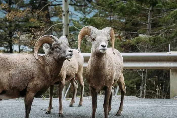 Framed Print : Close up of bighorn sheep on roadside in Banff National Park Framed Print : Close up of bighorn sheep on roadside in Banff National Park