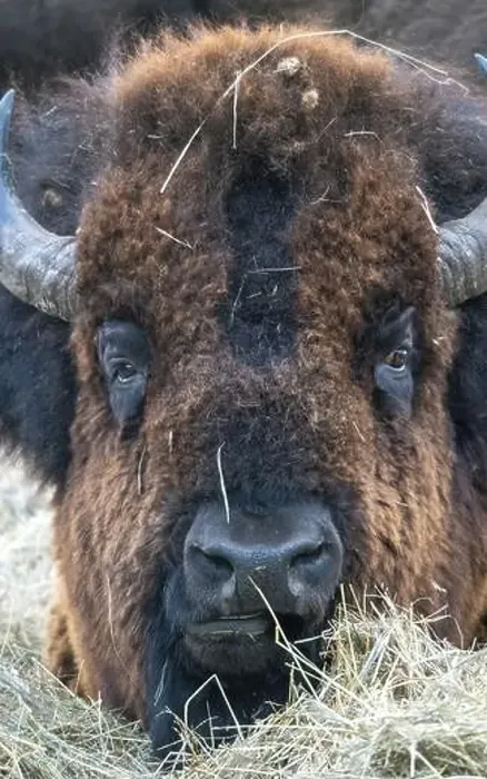 Framed Print : Close Up Bison Buffalo in Saskatchewan Canada Framed Print : Close Up Bison Buffalo in Saskatchewan Canada