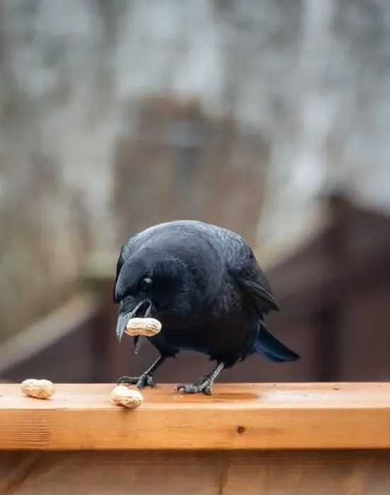 Framed Print : Close up of black crow corvus bird eating peanuts on deck railing Framed Print : Close up of black crow corvus bird eating peanuts on deck railing