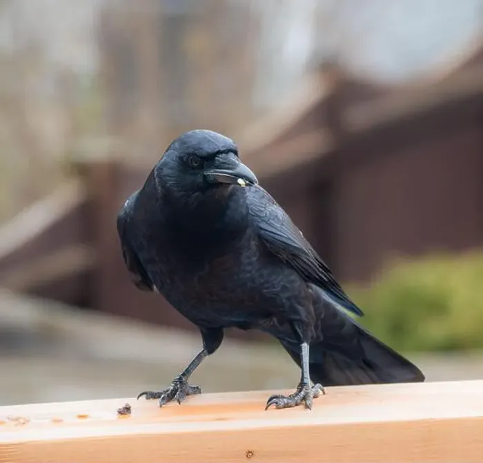 Framed Print : Close up of black crow corvus bird eating seeds on deck railing Framed Print : Close up of black crow corvus bird eating seeds on deck railing