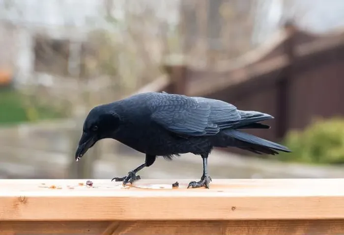 Framed Print : Close up of black crow corvus bird eating seeds on deck railing Framed Print : Close up of black crow corvus bird eating seeds on deck railing
