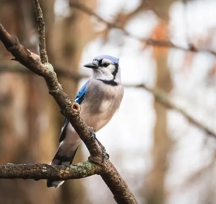 Framed Print : Close up of blue jay bird perched on a tree branch in the woods Framed Print : Close up of blue jay bird perched on a tree branch in the woods