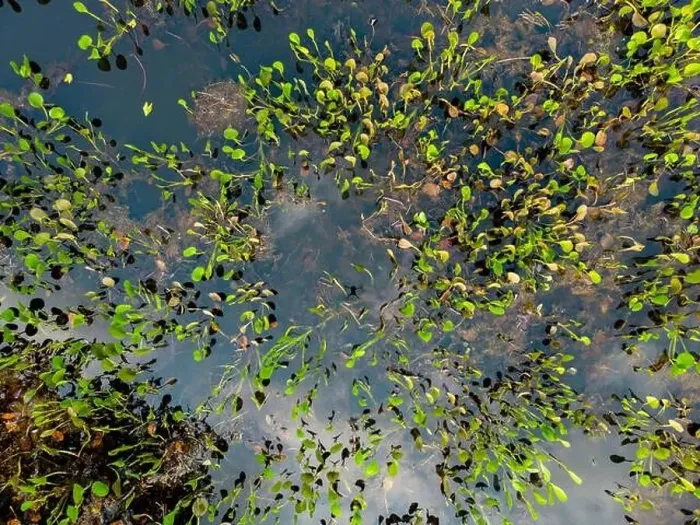 Framed Print : Close up of bright green leaves growing through the water surface in the famous Pantanal Framed Print : Close up of bright green leaves growing through the water surface in the famous Pantanal