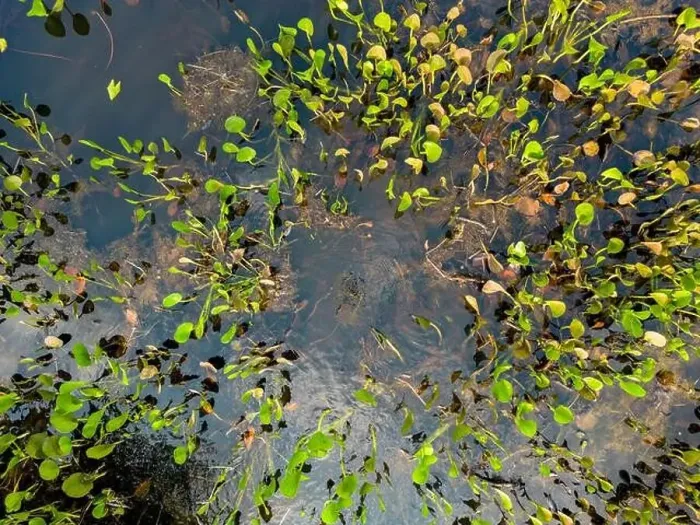 Framed Print : Close up of bright green leaves growing through the water surface in the famous Pantanal Framed Print : Close up of bright green leaves growing through the water surface in the famous Pantanal