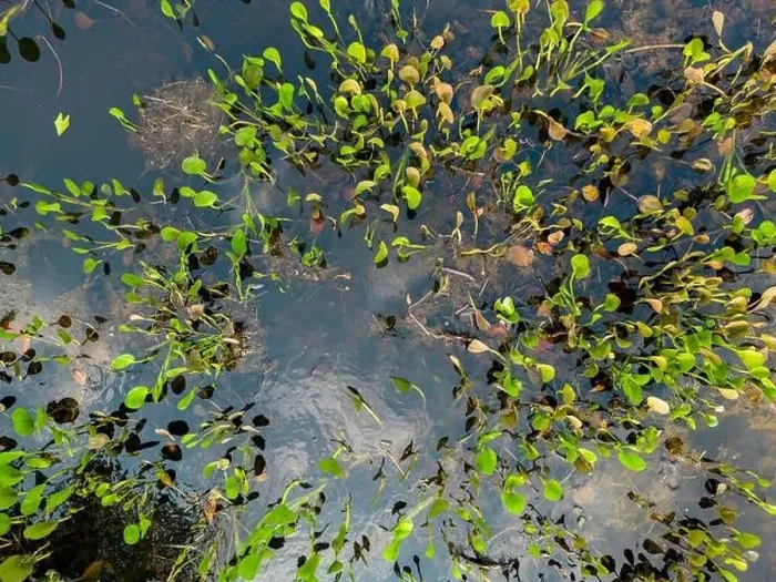 Framed Print : Close up of bright green leaves growing through the water surface in the famous Pantanal Framed Print : Close up of bright green leaves growing through the water surface in the famous Pantanal