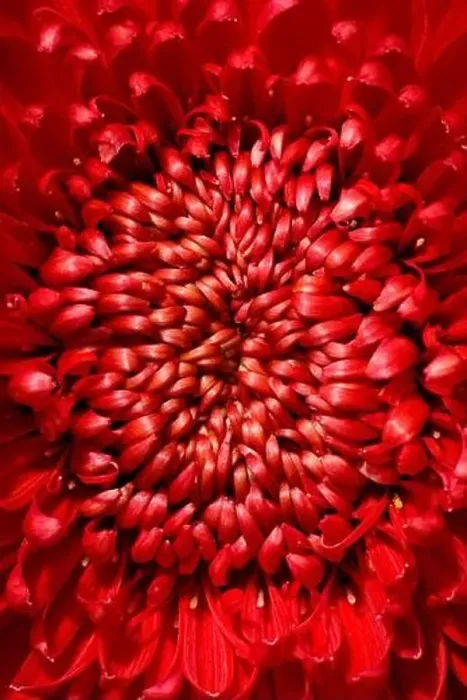 Framed Print : Close up bright red chrysanthemum flower for backgrounds and wallpaper. Texture background. Macro photography Framed Print : Close up bright red chrysanthemum flower for backgrounds and wallpaper. Texture background. Macro photography