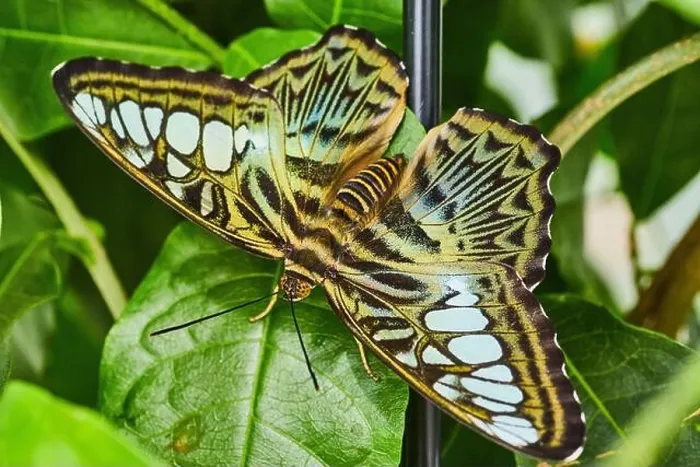 Framed Print : Up close to Brown Clipper butterfly on garden plant Framed Print : Up close to Brown Clipper butterfly on garden plant