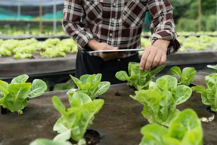 Framed Print : Close up business owner observes about growing organic arugula on hydroponics farm with tablet on aquaponic farm Framed Print : Close up business owner observes about growing organic arugula on hydroponics farm with tablet on aquaponic farm