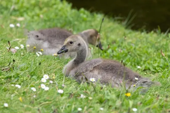Framed Print : Close up of a Canada goose (branta canadensis) gosling sitting on the grass Framed Print : Close up of a Canada goose (branta canadensis) gosling sitting on the grass