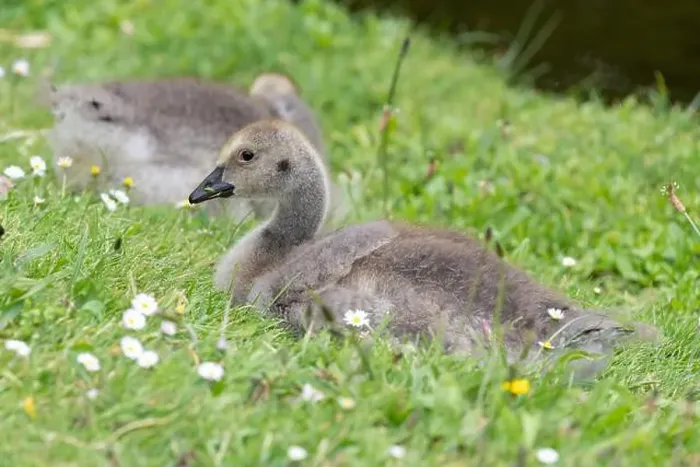 Framed Print : Close up of a Canada goose (branta canadensis) gosling sitting on the grass