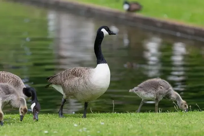 Framed Print : Close up of a Canada goose (branta canadensis) standing by the waters edge