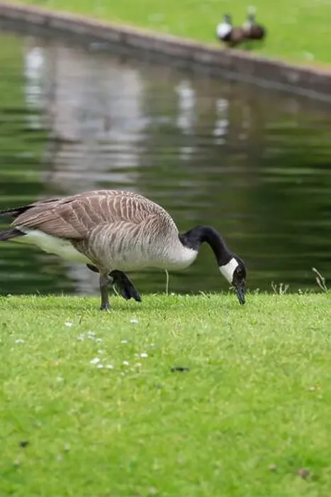 Framed Print : Close up of a Canada goose (branta canadensis) by the waters edge Framed Print : Close up of a Canada goose (branta canadensis) by the waters edge