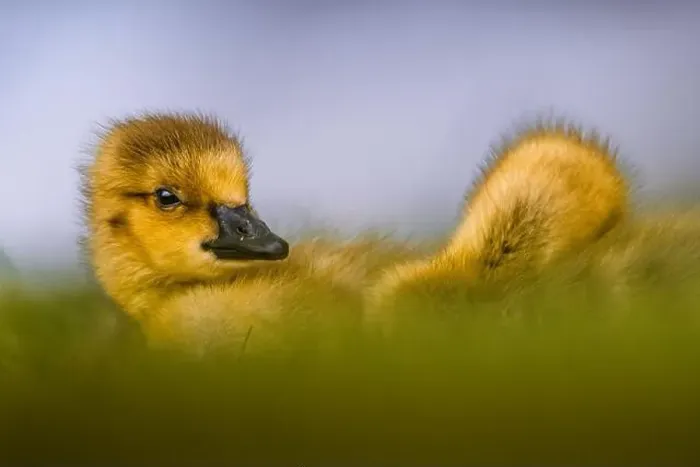Framed Print : close up of Canada Goose gosling - branta canadensis - resting on grass Framed Print : close up of Canada Goose gosling - branta canadensis - resting on grass