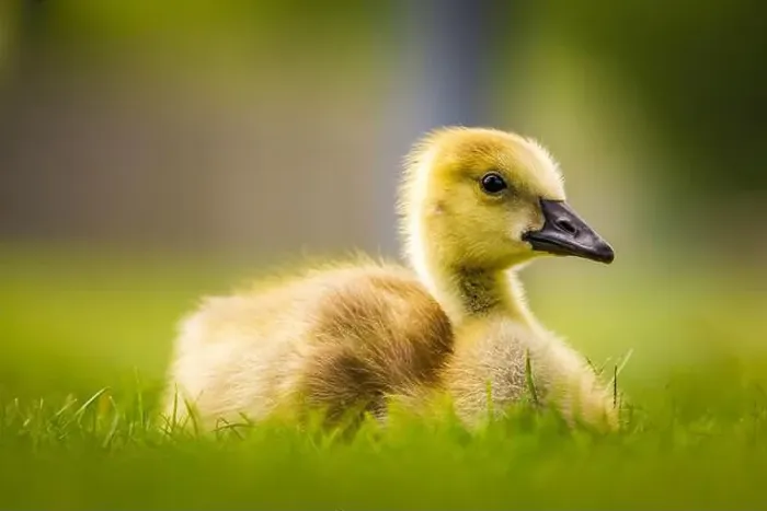 Framed Print : close up of Canada Goose gosling - branta canadensis - resting on grass with its legs tucked under its body Framed Print : close up of Canada Goose gosling - branta canadensis - resting on grass with its legs tucked under its body