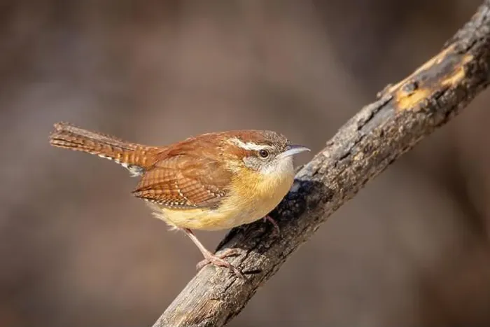 Framed Print : up close Carolina wren resting on a branch Framed Print : up close Carolina wren resting on a branch