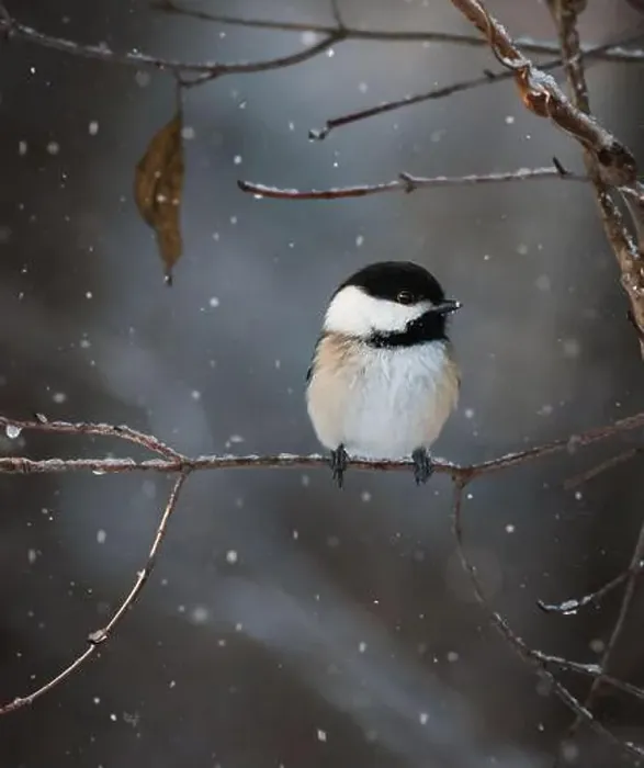 Framed Print : Close up of chickadee on tree branch on a snowy winter day Framed Print : Close up of chickadee on tree branch on a snowy winter day