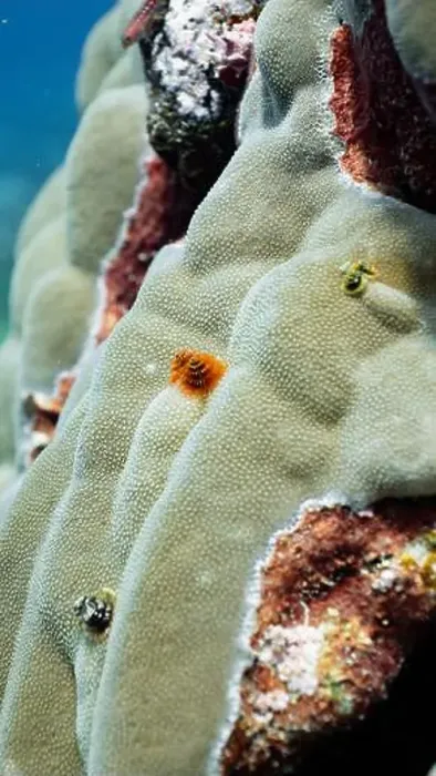 Framed Print : Close up of christmas tree worms on a coral reef off Fuvahmulah, Maldives Framed Print : Close up of christmas tree worms on a coral reef off Fuvahmulah, Maldives