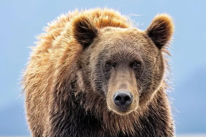Framed Print : Close up of Coastal Brown Bear - Brown Bear Bay, Chinitna Bay, near Lake Clark National Park and Preserve, Alaska Framed Print : Close up of Coastal Brown Bear - Brown Bear Bay, Chinitna Bay, near Lake Clark National Park and Preserve, Alaska