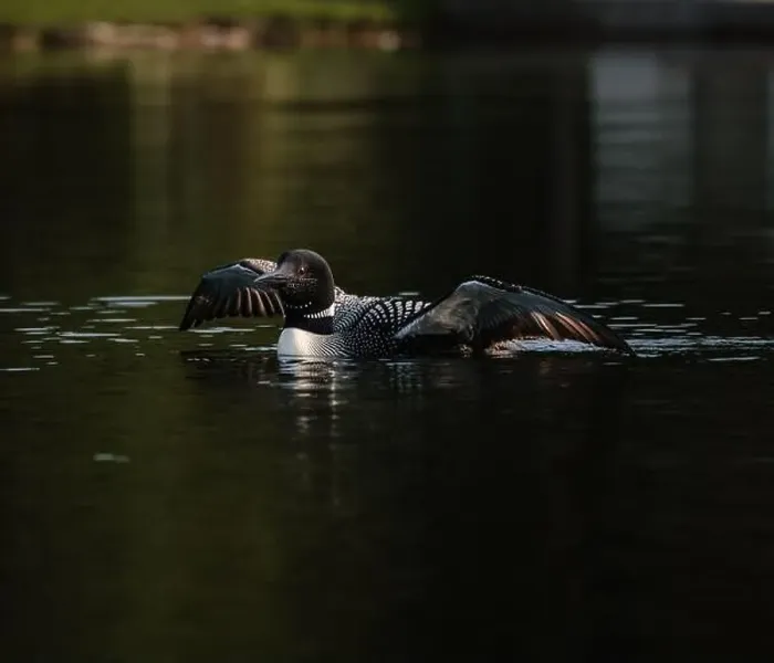 Framed Print : Close up of common loon with wings outstretched on lake in summer