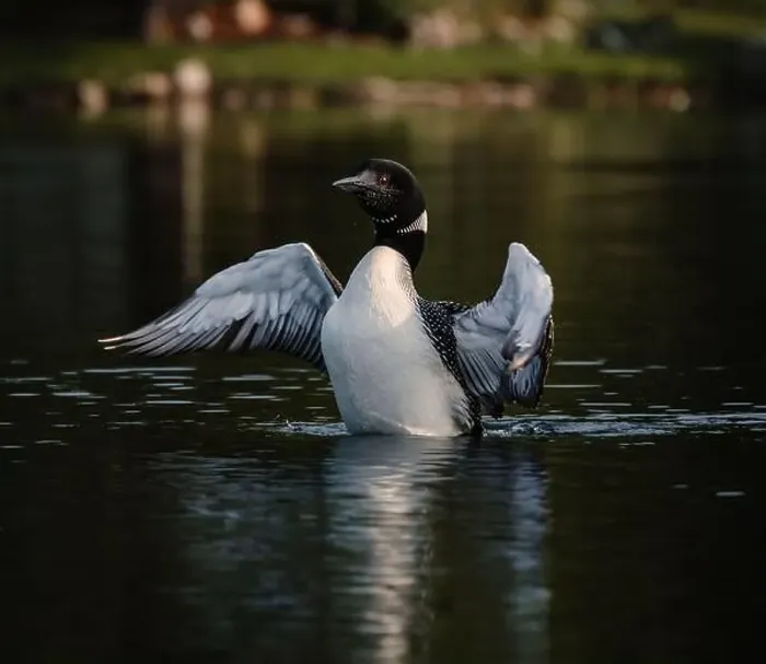 Framed Print : Close up of common loon with wings outstretched on lake in summer