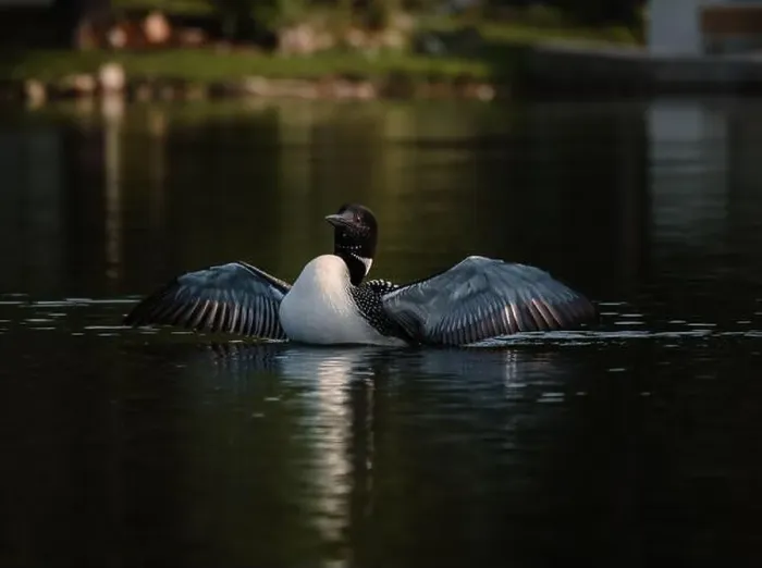 Framed Print : Close up of common loon with wings outstretched on lake in summer