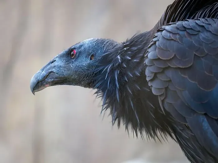 Framed Print : Close up of a Condor Bird Framed Print : Close up of a Condor Bird