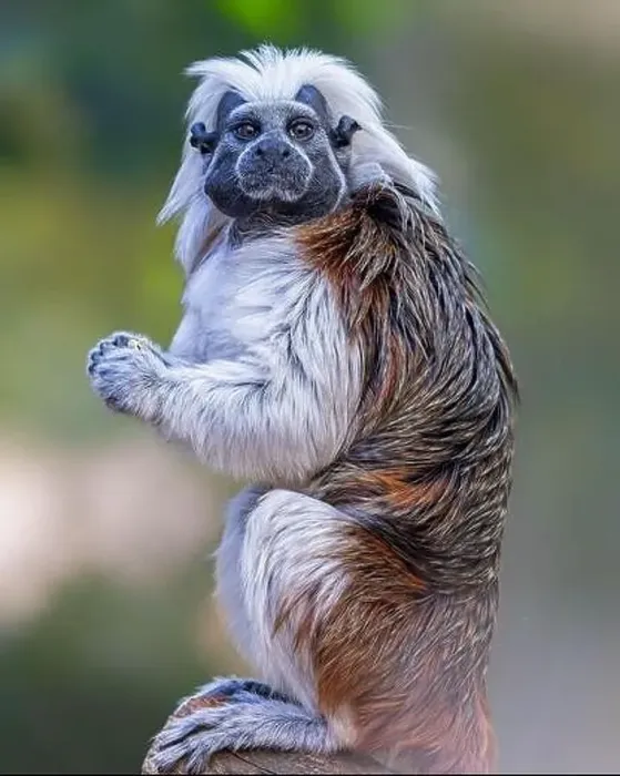 Framed Print : Close up of a cotton-top tamarin (Saguinus oedipus) Framed Print : Close up of a cotton-top tamarin (Saguinus oedipus)