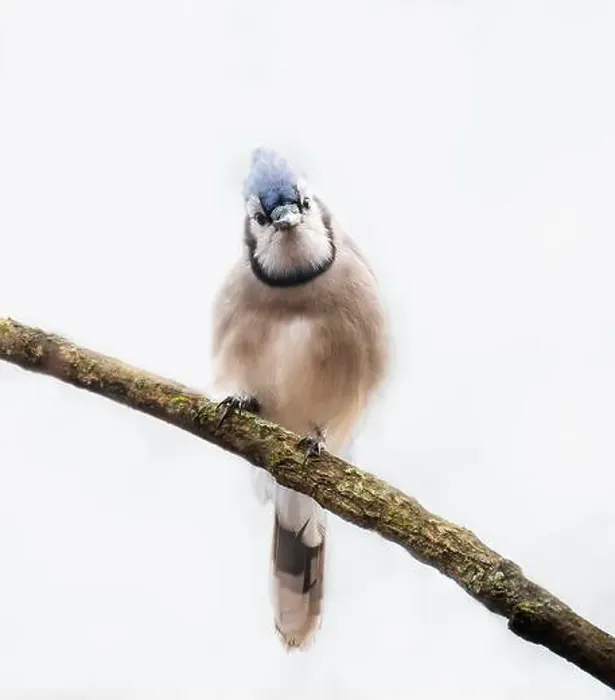 Framed Print : Close up of curious blue jay bird perched on branch looking at camera Framed Print : Close up of curious blue jay bird perched on branch looking at camera