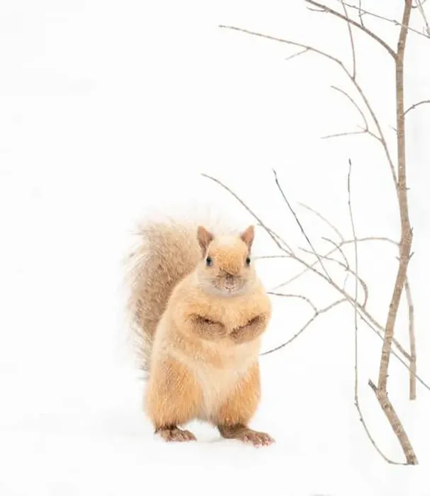 Framed Print : Close up of cute albino blond squirrel on snowy background Framed Print : Close up of cute albino blond squirrel on snowy background