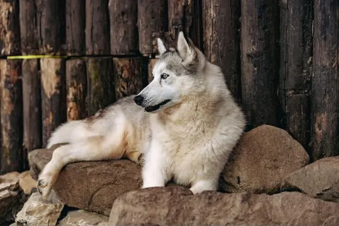 Framed Print : close up of cute husky dog laying on rocks in front of wooden logs wall outdoors Framed Print : close up of cute husky dog laying on rocks in front of wooden logs wall outdoors