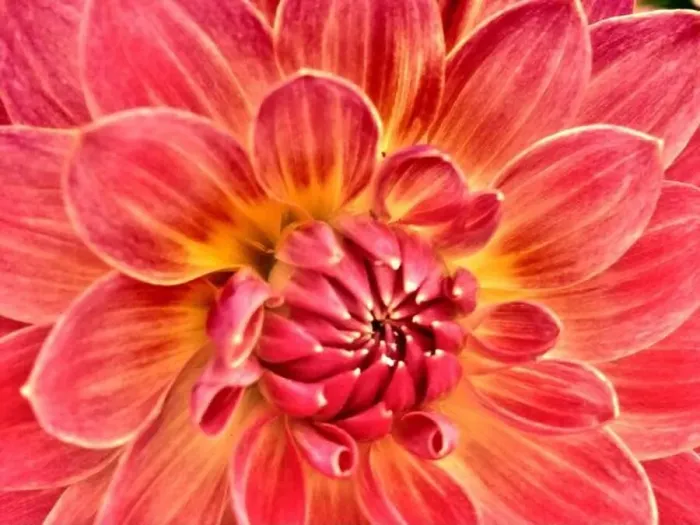 Framed Print : Close up of a dahlia flower Framed Print : Close up of a dahlia flower