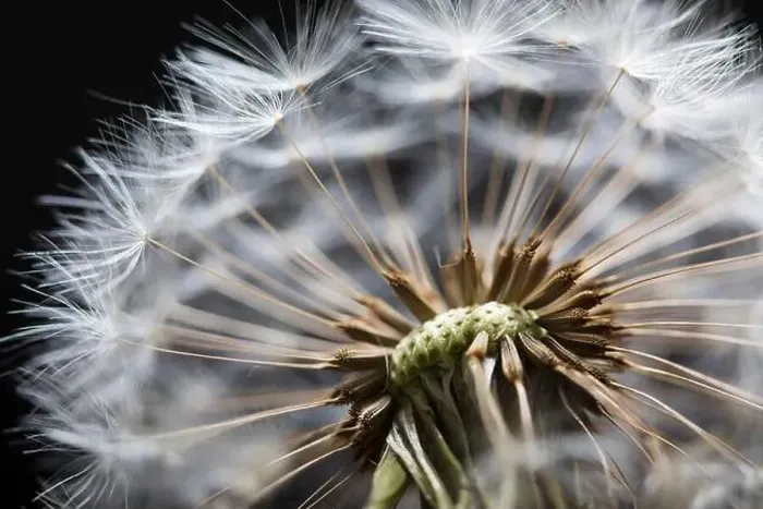 Framed Print : Close up of Dandelion seedhead, United Kingdom, Europe Framed Print : Close up of Dandelion seedhead, United Kingdom, Europe