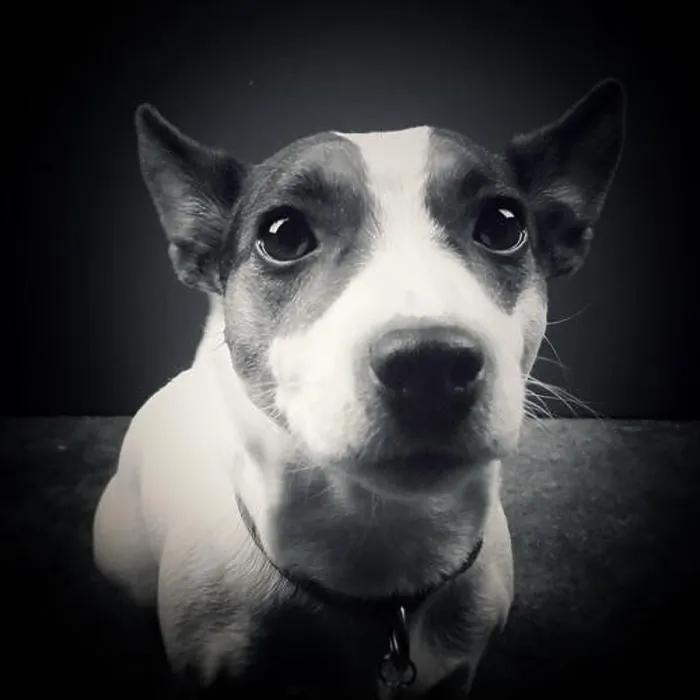Framed Print : Close up of dog looking at camera. Black and white Framed Print : Close up of dog looking at camera. Black and white
