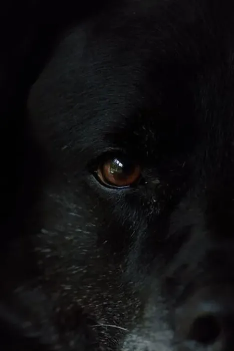 Framed Print : close up of dogs eye Framed Print : close up of dogs eye