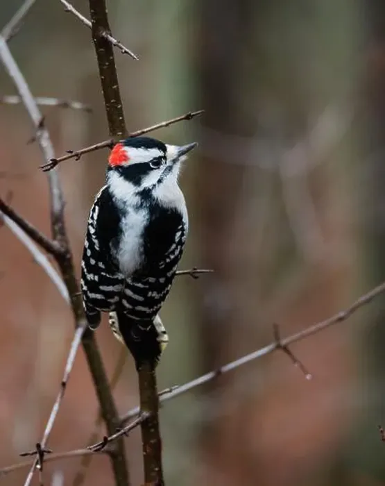 Framed Print : Close up of downy woodpecker bird perched on tree branch in the woods Framed Print : Close up of downy woodpecker bird perched on tree branch in the woods