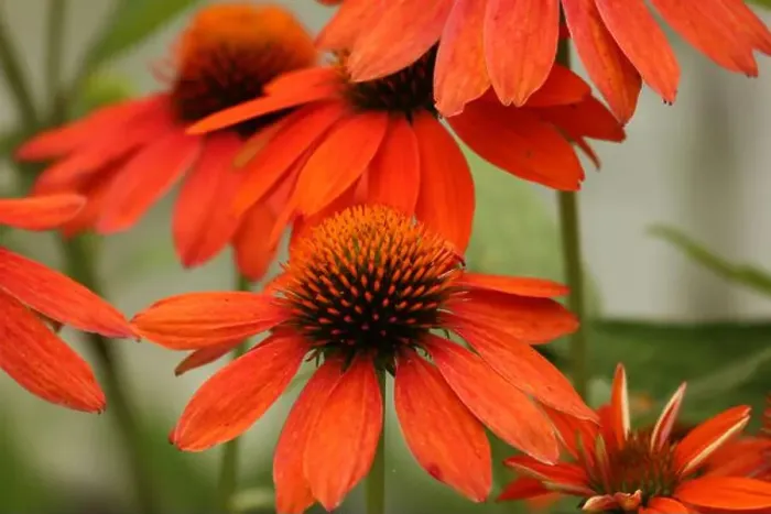 Framed Print : Close up of Echinacea Sombrero Adobe Orange flowers blooming in the summer, in a garden in Trevor, Wisconsin, USA Framed Print : Close up of Echinacea Sombrero Adobe Orange flowers blooming in the summer, in a garden in Trevor, Wisconsin, USA
