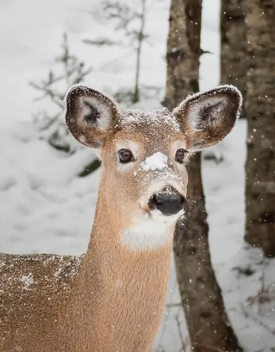 Framed Print : Close up of face of white-tailed deer on snowy winter day Framed Print : Close up of face of white-tailed deer on snowy winter day