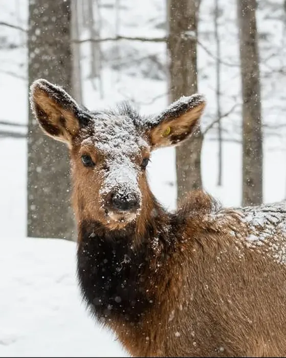 Framed Print : Close up of face of young elk on snowy winter day Framed Print : Close up of face of young elk on snowy winter day