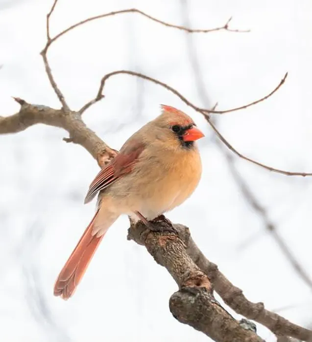 Framed Print : Close up of female cardinal bird sitting on tree branch in winter Framed Print : Close up of female cardinal bird sitting on tree branch in winter