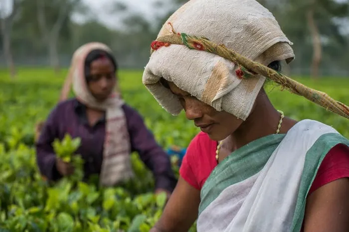 Framed Print : A close up of two female Indian tea pickers concentrating on the task at hand. Elegant and serene. A quick stop in Assam, India Framed Print : A close up of two female Indian tea pickers concentrating on the task at hand. Elegant and serene. A quick stop in Assam, India