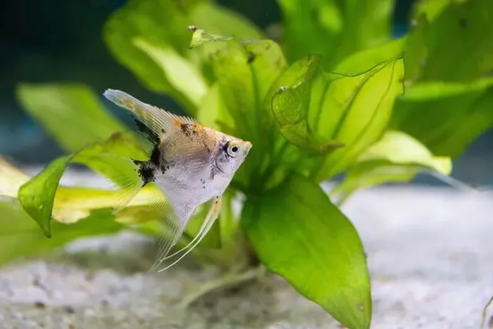 Framed Print : Close up of a fish in an aquarium with a green plant Framed Print : Close up of a fish in an aquarium with a green plant